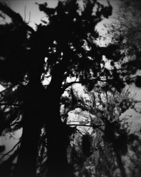  : trees : Kara Delle Donne 
