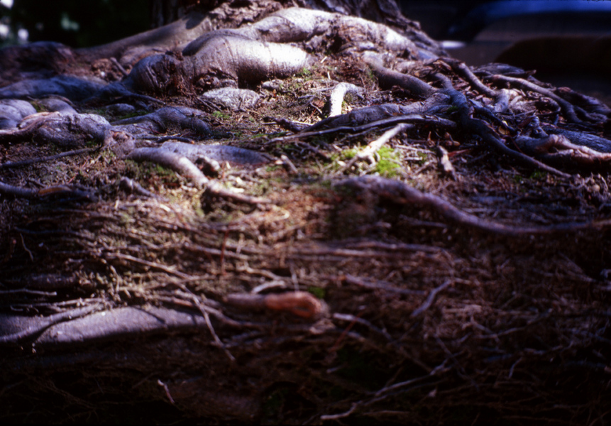  : roots and debris : Kara Delle Donne 